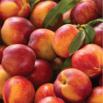 nectarine